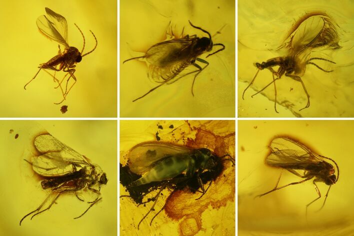 Seven Fossil Flies (Diptera) In Baltic Amber #150733